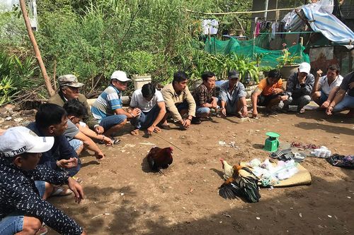 An Giang: Triệt phá trường gà trên địa bàn TP. Long Xuyên