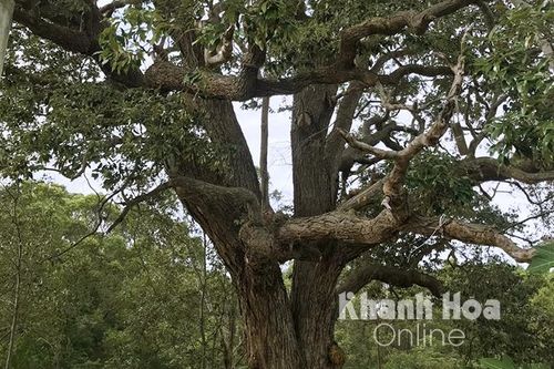 Cây chai lá cong ở Vùng 4 Hải quân được công nhận là cây di sản Việt Nam