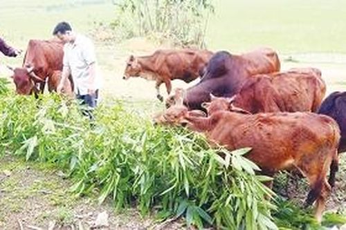 Tân Sơn nỗ lực giảm nghèo bền vững