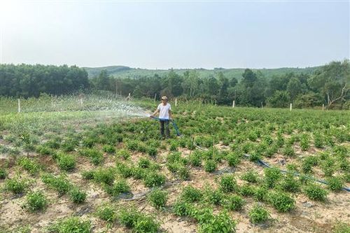 Cam Lộ: Tổng kết chương trình mục tiêu giảm nghèo bền vững giai đoạn 2016-2020
