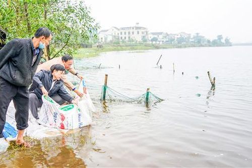Thả hơn 13.400 con cá giống bổ sung nguồn lợi thủy sản