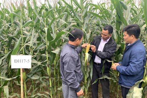 Hiệu quả từ trồng cây thức ăn chăn nuôi
