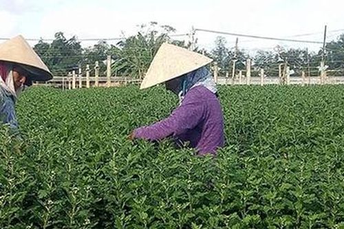 Nỗi buồn hoa tết miền Trung