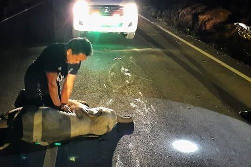 Chú voi con bị xe máy tông khi sang đường, may gặp được bác sĩ thực hiện hồi sức cứu sống