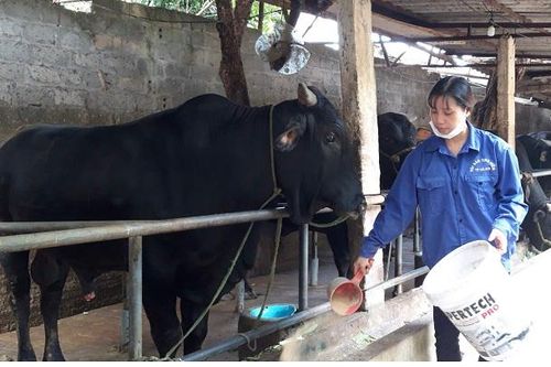 Ứng dụng công nghệ cao trong chăn nuôi: Hướng phát triển bền vững