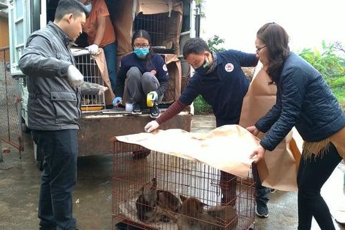Hành trình 'được sống' của những chú chó, mèo sắp bị giết, mổ