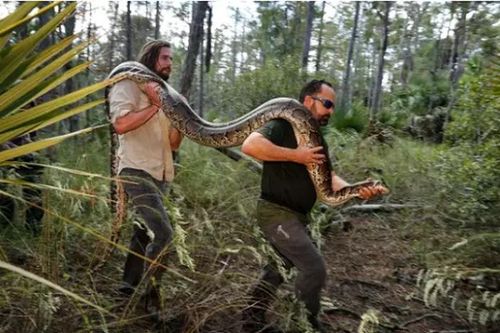 Trăn khổng lồ hoành hành ở Florida, chính quyền 'cầu cứu' người dân