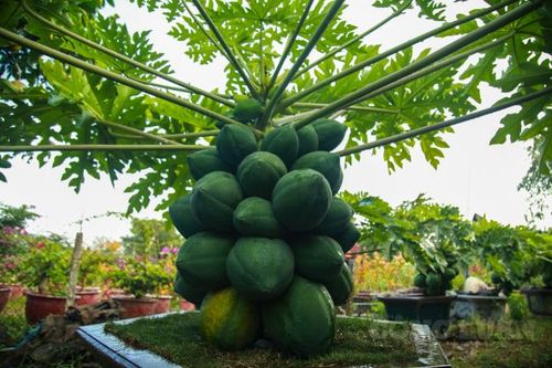 Ngỡ ngàng đu đủ 'bonsai' chi chít trên cây, có giá vài chục triệu đồng