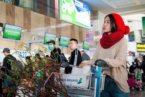 Hàng không nhận vận chuyển cành đào, mai dịp Tết Tân Sửu