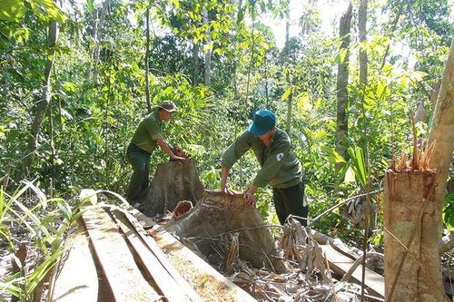 Khởi tố thêm 12 lâm tặc trong vụ phá rừng quy mô lớn ở Phú Yên