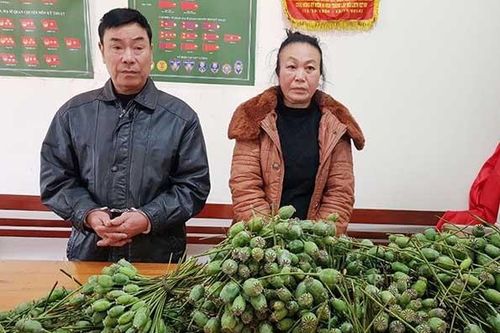 Cặp vợ chồng vận chuyển hàng nghìn quả thuốc phiện tươi đi bán
