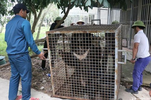 Nghệ An: Phát hiện cá thể gấu quý hiếm bị nuôi nhốt từ 3 năm nay