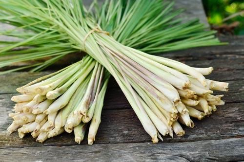 Kỹ thuật trồng cây sả đuổi muỗi tiện dụng cho mọi nhà