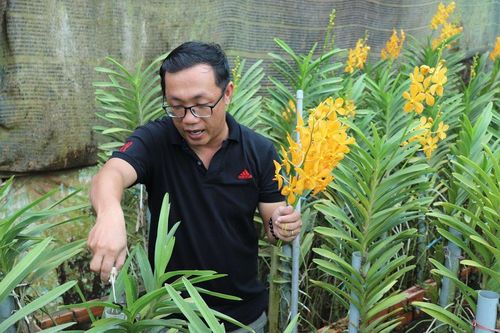 Trồng lan cắt cành - thu nhập phụ lý tưởng
