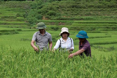 Khó nhân rộng cánh đồng lớn