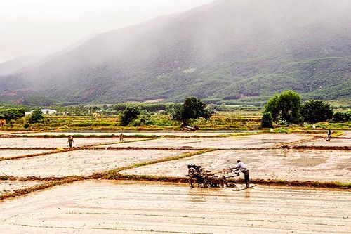 Vụ lúa đông xuân: Không thiếu giống gieo sạ