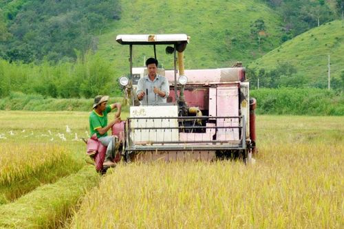 Lúa tiêu chuẩn sạch Cát Tiên