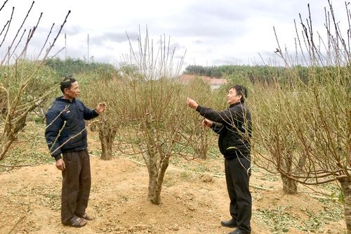 'Làm đẹp' cho đào Tết