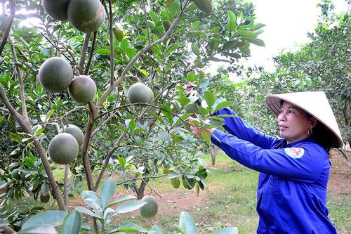 Người phụ nữ Dao làm giàu từ trồng bưởi