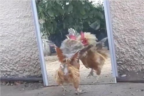 Gà trống đánh nhau với bóng mình trong gương