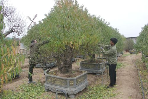 Chi tiền triệu thuê người tuốt lá đào Nhật Tân, hối hả chuẩn bị vụ Tết Tân Sửu