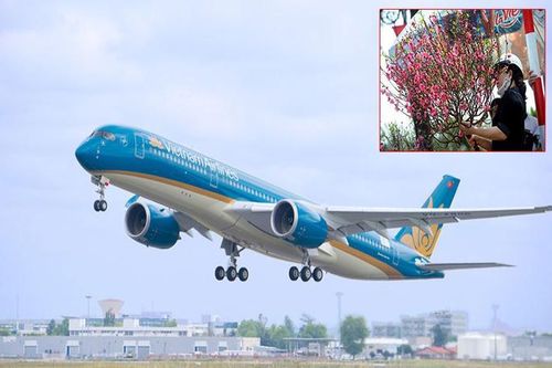 Đào, mai Tết có thể 'bay' Hà Nội – Sài Gòn với giá gần 500.000 đồng/bó