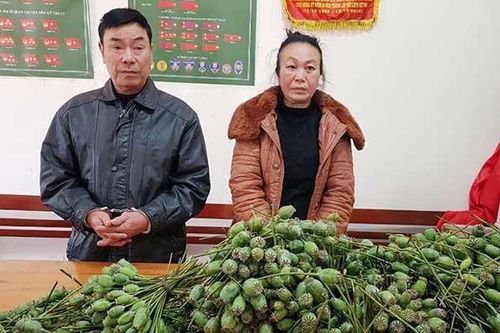 Hai vợ chồng vận chuyển quả thuốc phiện tươi đi bán
