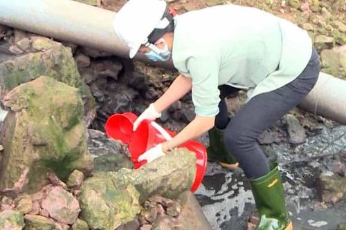 Trang trại lợn xả thải gây ô nhiễm môi trường