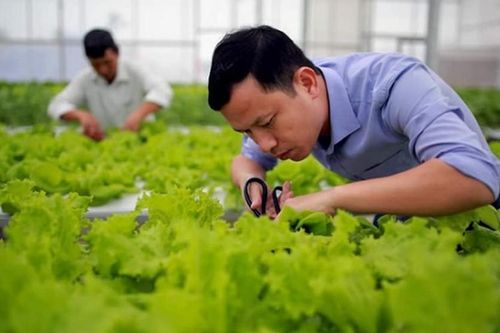 7x thu hàng tỷ đồng mỗi năm nhờ trồng rau