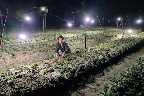 Thời tiết 'đỏng đảnh', các làng hoa Tết vẫn kỳ vọng mùa bội thu