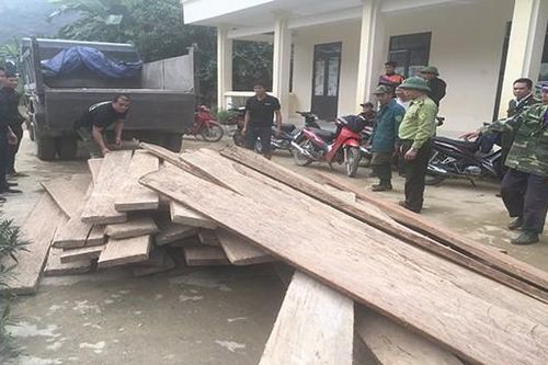 Hà Giang: Kiểm lâm thu giữ gần 3.500m3 gỗ nghiến khai thác lậu
