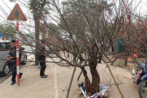 Thủ tướng nghiêm cấm chặt đào rừng chơi Tết