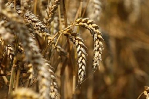 Đẩy mạnh sản xuất lúa mỳ durum của Nga sau khi giá lương thực tăng cao