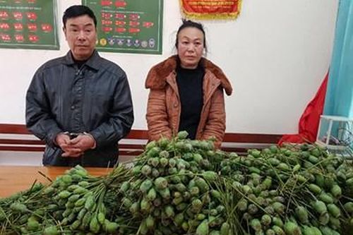 Hai vợ chồng 'nhập khẩu' quả thuốc phiện từ Lào về Việt Nam