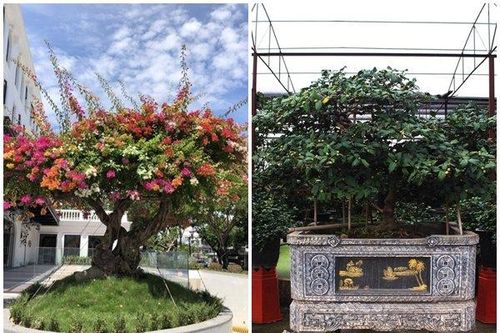 Mong tài lộc, đại gia chi tiền 'khủng' sắm cây cảnh cổ chơi Tết sớm