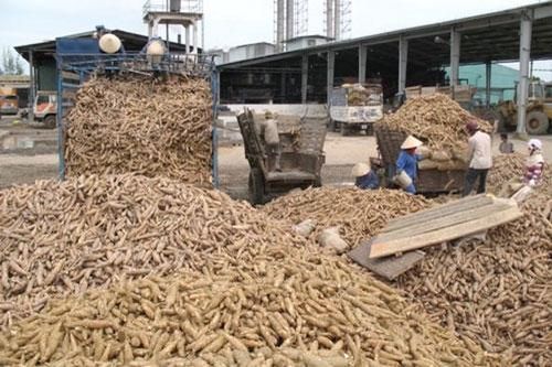 Trung Quốc chiếm tới hơn 90% thị phần xuất khẩu sắn