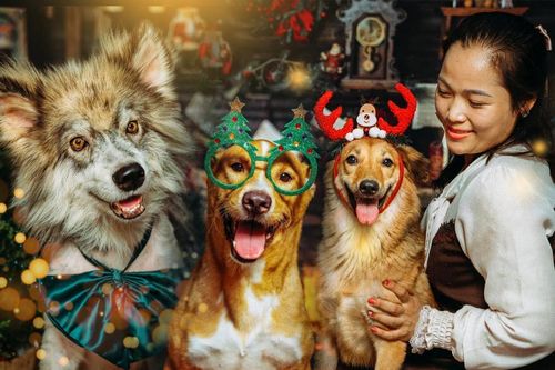 Câu chuyện xúc động đằng sau bộ ảnh Giáng sinh của những chú chó bất hạnh