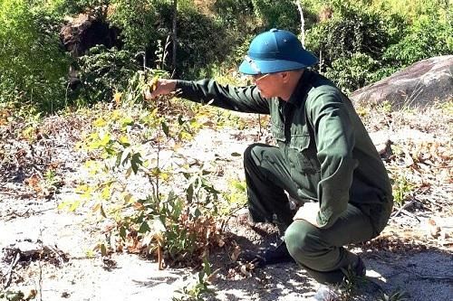 Giữ rừng ở Kon Tum, chủ động ứng phó với mùa khô hạn