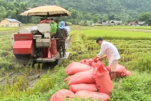 Giá lúa gạo hôm nay ngày 24/12: Giá lúa tăng giảm trái chiều, giá gạo tăng nhẹ