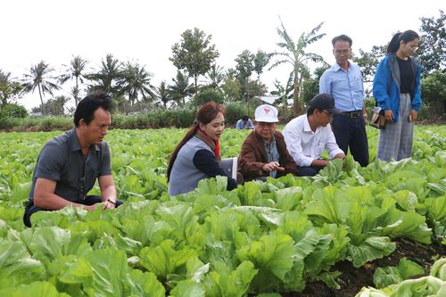 Gia Lai và Đà Nẵng đẩy mạnh hợp tác sản xuất-tiêu thụ rau quả an toàn