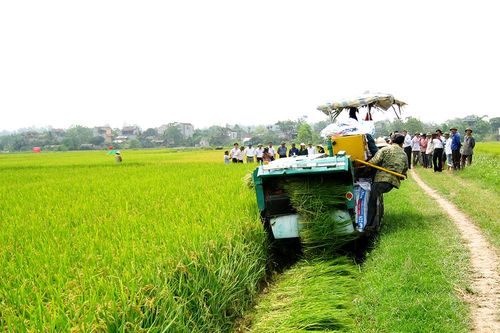 Tiếp tục thực hiện các giải pháp đẩy mạnh cơ cấu lại ngành nông nghiệp, gắn với nâng cao năng suất, chất lượng