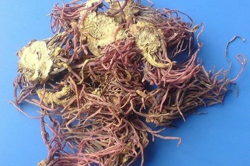 Giải trừ cơn ho bằng vị thuốc thiên nhiên