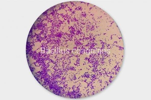 Vì sao Bacillus coagulans được dùng trong sản xuất men vi sinh?