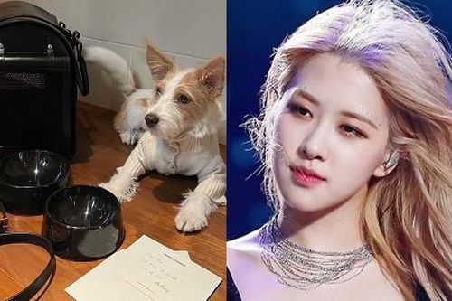'Sen' là Đại sứ Saint Laurent, 'boss' nhà Rosé nhận quà Giáng Sinh trăm triệu