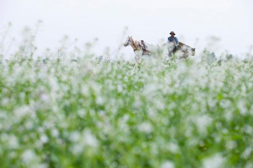 Có một Mộc Châu giữa lòng Hà Nội