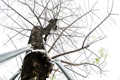 Cây sưa, phong lá đỏ ở Hà Nội héo khô