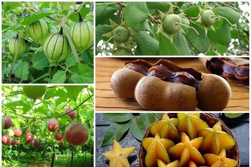 Việt Nam ngỡ là quả dại, sang nước ngoài 'đắt hơn vàng'