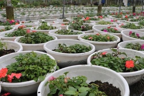 Đà Nẵng: Nông dân đã sẵn sàng 'bung hoa' phục vụ Tết
