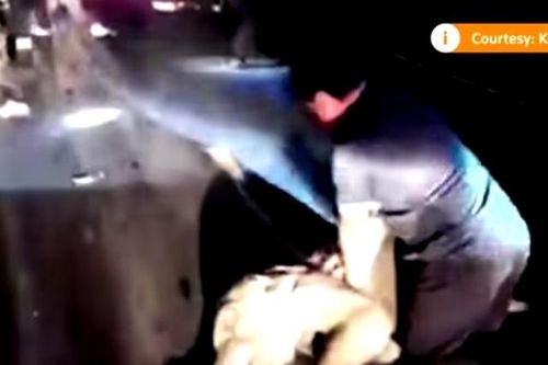 Bác sĩ 'anh hùng' cứu sống voi con gặp tai nạn nguy kịch trên đường
