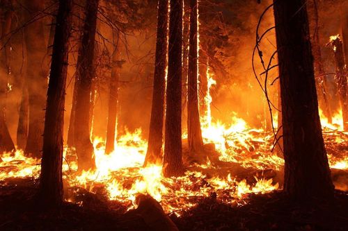 Mỹ: Cháy rừng khiến hơn 7.000 người phải sơ tán tại bang California